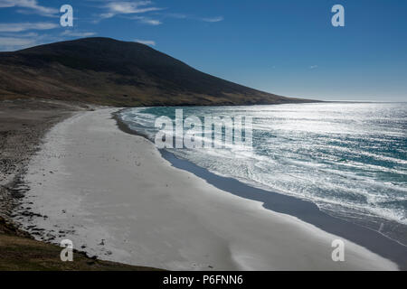 Spiaggia di sabbia bianca a Saunders Island con Gentoo e i pinguini di magellano tornando alla loro colonia, Isole Falkland