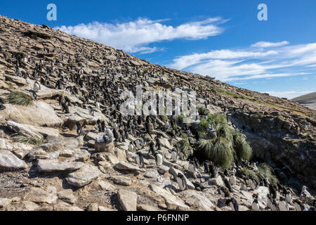 Southern saltaroccia colonia di pinguini a Saunders Island, Isole Falkland Foto Stock