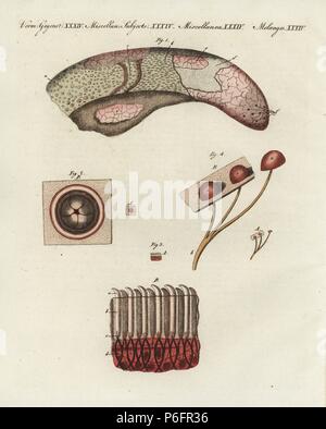 Linguetta di vacca sotto il microscopio: Lingua di vitello che mostra diverse papille 1, foliate papilla 2, papille filiformi 3, e papille fungiform 4. Handcolored incisione su rame da Friedrich Johann Bertuch's Bilderbuch fur Kinder (Picture Book per bambini), Weimar, 1798. Foto Stock