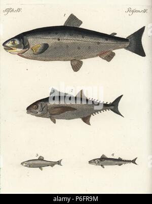 Salmone atlantico, Salmo salar 1, tonno Thunnus specie 2, atlantico Aringa Clupea harengus 3 e Atlantic Sgombri Scomber scombrus 4. Handcolored incisione su rame da Friedrich Johann Bertuch's Bilderbuch fur Kinder (Picture Book per bambini), Weimar, 1792. Foto Stock