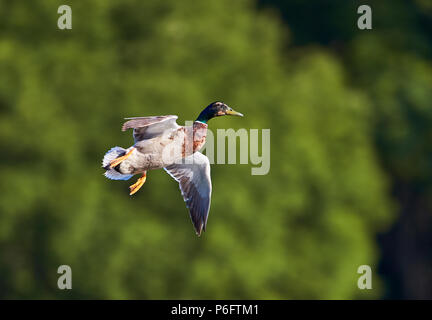 Un maschio di Mallard duck (Anas platyrhynchos) in volo con ali stese aprire preparando la sua auto per lo sbarco con una offuscata verde massa posteriore Foto Stock