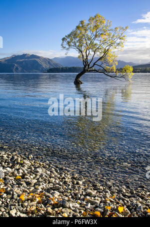 Il lone tree sul Lago Wanaka, South Island, in Nuova Zelanda. Foto Stock
