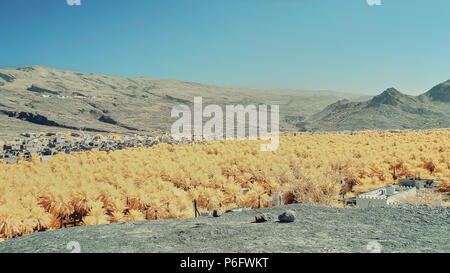 Un frutteto di palme da datteri nella parte anteriore di un villaggio contro uno sfondo di montagne aride in Oman Foto Stock