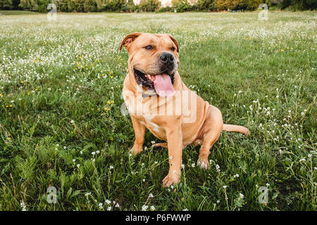 Un marrone cane cane corso si siede in un campo in erba verde Foto Stock