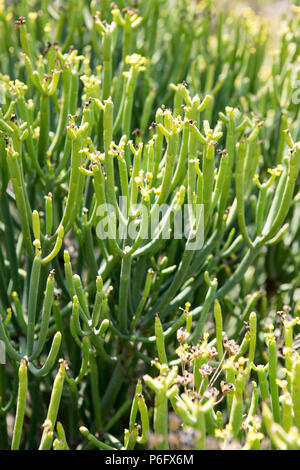 Euphorbia aphylla, Euphorbiaceae, giardino botanico, Soller, Mallorca, Spagna Europa Foto Stock