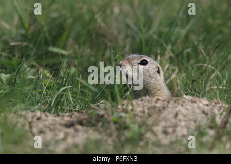 Terreno europeo scoiattolo (Spermophilus citellus) Rana- Ceca Foto Stock