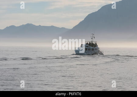 Tempo libero barca da pesca di prendere i turisti a visitare i grandi squali bianchi Foto Stock