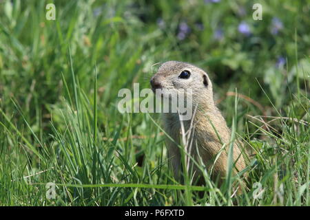 Terreno europeo scoiattolo (Spermophilus citellus) Rana- Ceca Foto Stock