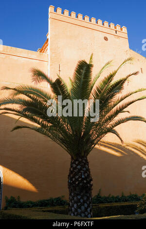 Palm tree nel patio del León, El Real Alcázar, Sevilla, Andalusia, Spagna Foto Stock