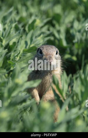 Terreno europeo scoiattolo (Spermophilus citellus) Rana- Ceca Foto Stock