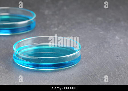 Piastre di Petri di soluzione di solfato di rame (cloruro di rame) blu isolato di liquido sulla superficie di ardesia sfondo scuro con profondità di campo ridotta. Scienza s Foto Stock