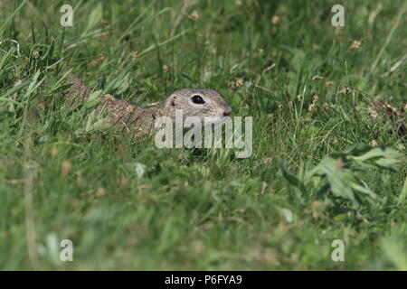 Terreno europeo scoiattolo (Spermophilus citellus) Rana- Ceca Foto Stock