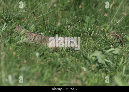 Terreno europeo scoiattolo (Spermophilus citellus) Rana- Ceca Foto Stock