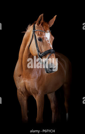 Un marrone di equitazione in studio di fronte a sfondo nero Foto Stock
