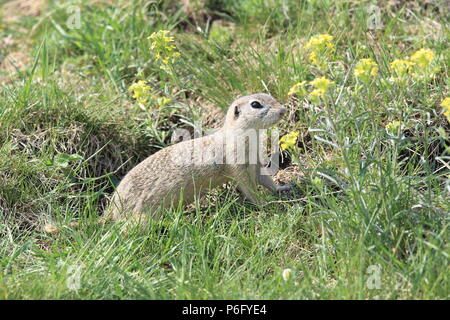 Terreno europeo scoiattolo (Spermophilus citellus) Rana- Ceca Foto Stock