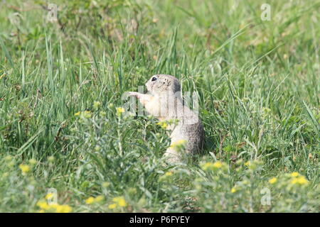 Terreno europeo scoiattolo (Spermophilus citellus) Rana- Ceca Foto Stock