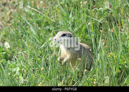 Terreno europeo scoiattolo (Spermophilus citellus) Rana- Ceca Foto Stock