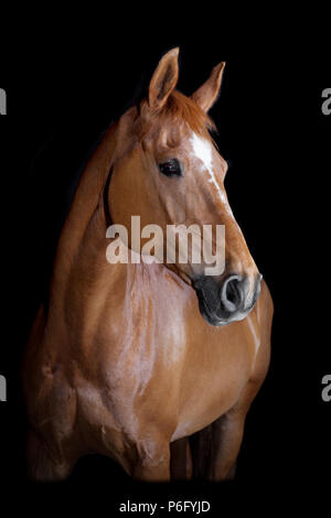 Un marrone di equitazione in studio di fronte a sfondo nero Foto Stock