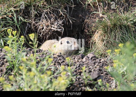 Terreno europeo scoiattolo (Spermophilus citellus) Rana- Ceca Foto Stock