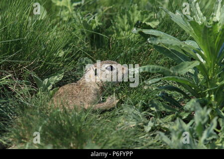 Terreno europeo scoiattolo (Spermophilus citellus) Rana- Ceca Foto Stock