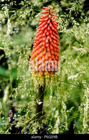 Kniphofia uvaria Nobilis , Red Hot Poker, torcia Lily, asphodelaceae, liliacee, Deschampsia cespitosa Goldtau, Foto Stock