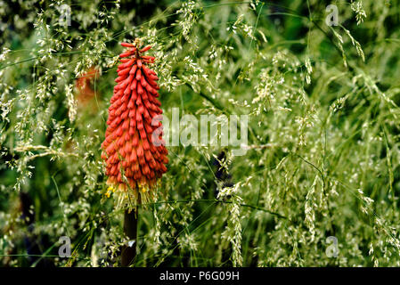 Kniphofia uvaria Nobilis , Red Hot Poker, torcia Lily, asphodelaceae, liliacee, Deschampsia cespitosa Goldtau, Tufted Hairgrass.Giardino Cottage confine. Foto Stock