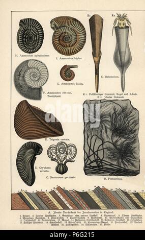 Crinoidi estinti Pentacrinites, Saccocoma pectinata, schiuma oyster Gryphaea arcuata, vongola Trigonia costata, Ammoniti obtusus, Ammoniti jason, Ammoniti spiralissimus, Ammoniti biplex, e cefalopodi (squid) Belemnoid. Chromolithograph dal dottor P. Rolle 'Geologia e Paleontologia' Sezione in Gotthilf Heinrich von Schubert 'Naturgeschichte,' Schreiber, Monaco, 1886. Foto Stock