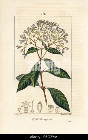 Chinina o corteccia peruviana tree, China officinalis, con fiore, ramo e foglie e semi. Imbianchini Handcolored incisione su rame da Lambert Junior da un disegno di Pierre Jean-Francois Turpin da Chaumeton, Poiret e Chamberet 'La Flore Médicale", Parigi, Panckoucke, 1830. Turpin (17751840) era uno dei tre giganti del botanico francese arte dell'era a fianco di Pierre Joseph Redoute e Pancrace Bessa. Foto Stock