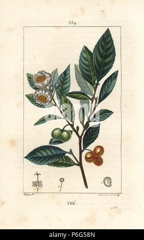 Tè, Camellia sinensis, mostrando foglie, fiori e frutti. Imbianchini Handcolored incisione su rame da Lambert Junior da un disegno di Pierre Jean-Francois Turpin da Chaumeton, Poiret e Chamberet 'La Flore Médicale", Parigi, Panckoucke, 1830. Turpin (17751840) era uno dei tre giganti del botanico francese arte dell'era a fianco di Pierre Joseph Redoute e Pancrace Bessa. Foto Stock