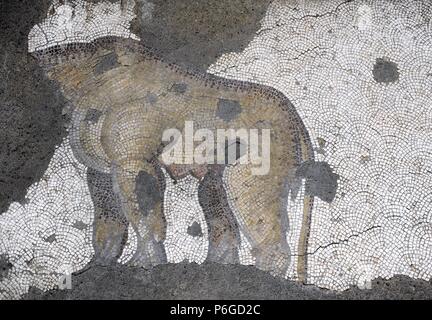 ARTE ROMANO. IMPERIO DE ORIENTE. TURQUIA. Detalle de uno de los mosaicos que decoraban los pavimentos del antiguo Palacio del Imperio Bizantino construido por Orden de Constantino (s. IV), llamado el Gran Palazzo Imperiale. Leona cachorros y. Pasilllo suroeste. Fechado entre los siglos IV-VI. MUSEO DE LOS MOSAICOS. Estambul. Turquía. Foto Stock