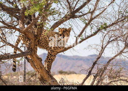 Un adulto in pericolo ghepardo (Acinonyx jubatus) animale selvatico fino un cammello Thorn Acacia nella savana africana della Namibia guardando intorno e alert Foto Stock