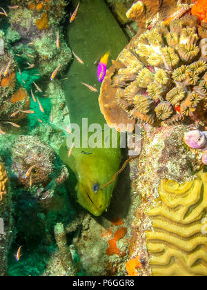 Murena Verde anguilla,Gymnothorax funebris è una murena della famiglia Muraenidae Foto Stock