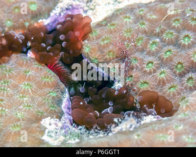 Lebrunia danae è una specie di anemone marittimo nella famiglia Aliciidae Foto Stock