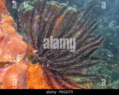 Crinoidi sono animali marini che compongono la classe Crinoidea degli echinodermi Foto Stock