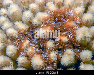 Lebrunia danae è una specie di anemone marittimo nella famiglia Aliciidae Foto Stock