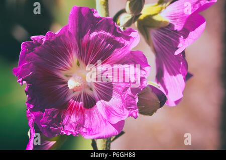 Close-up di malva selvatica (Malva Sylvestris) fiori. Foto Stock