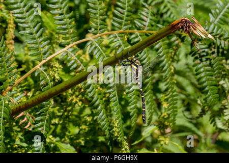 Regno Unito wildlife: Maschio golden-inanellati dragonfly (Cordulegaster boltonii) mimetizzata in bracken Foto Stock