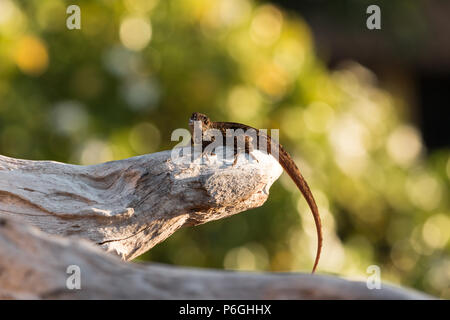 Anole marrone, Anolis sagrei, lizard in driftwood in Maui, Hawaii Foto Stock