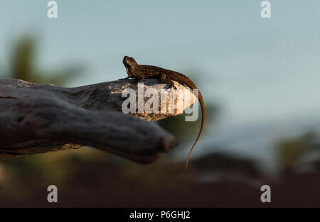 Anole marrone, Anolis sagrei, lizard in driftwood in Maui, Hawaii Foto Stock