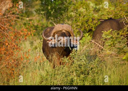 Buffalo con oxpecker in ear Foto Stock