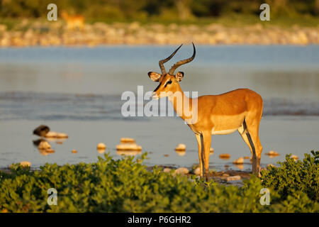 Un impala antilope (Aepyceros melampus) a Waterhole, il Parco Nazionale di Etosha, Namibia Foto Stock