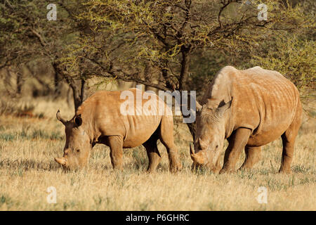 Rinoceronte bianco (Ceratotherium simum) con vitello in habitat naturale, Sud Africa Foto Stock