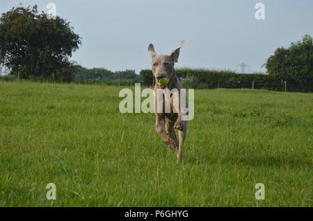 Weimaraner in esecuzione con palla da tennis giocando fetch Foto Stock