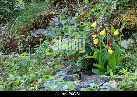 Introdotte varietà di orchidee viola (Cypripedium Calceolus), Cumbria, Inghilterra Foto Stock