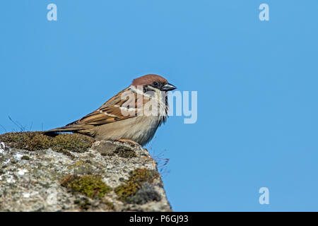 Maschio albero eurasiatica Sparrow (Passer montanus), Cumbria, Inghilterra Foto Stock