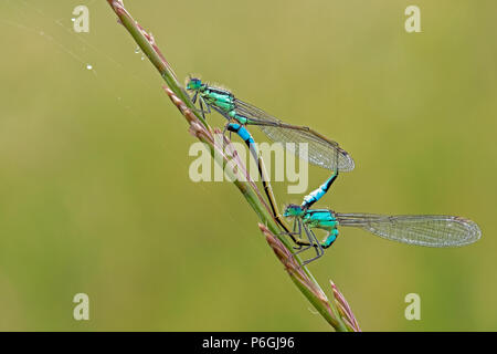 Coppia di blu di accoppiamento-tailed Damselflies (Ischnura elegans), Cambridgeshire, Inghilterra Foto Stock