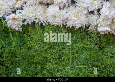 Fiori di colore bianco con erba verde Foto Stock