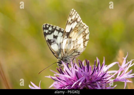 Pavimento in marmo bianco, butterfly Melanargia galathea, alimentazione su un maggiore fiordaliso fiore, Centaurea scabiosa, vicino a Portland Bill sulla isola di Portla Foto Stock
