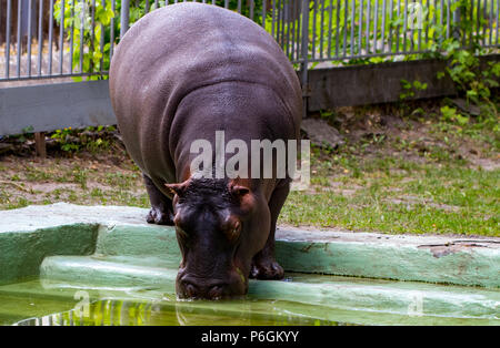 Il comune ippopotamo (Hippopotamus amphibius), ippona ritratto. Foto Stock