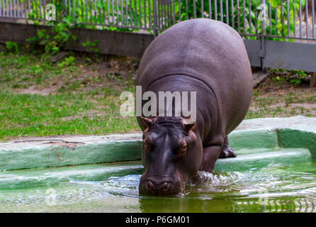 Il comune ippopotamo (Hippopotamus amphibius), ippona ritratto. Foto Stock